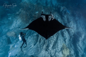 Dafne and Mantaray, Isla Socorro México by Alejandro Topete 